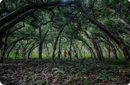 forest-quests
