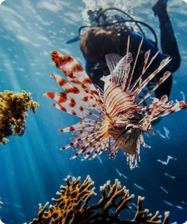 underwater-encounter