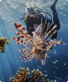underwater-encounter